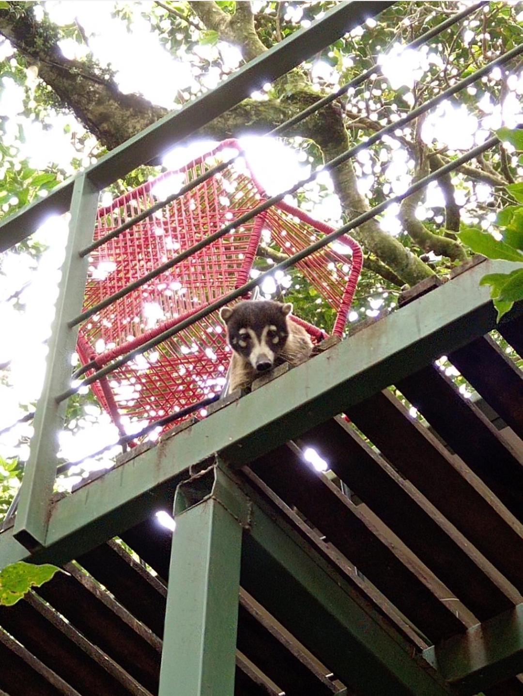 Jungle Living Tree Houses Monteverde Εξωτερικό φωτογραφία