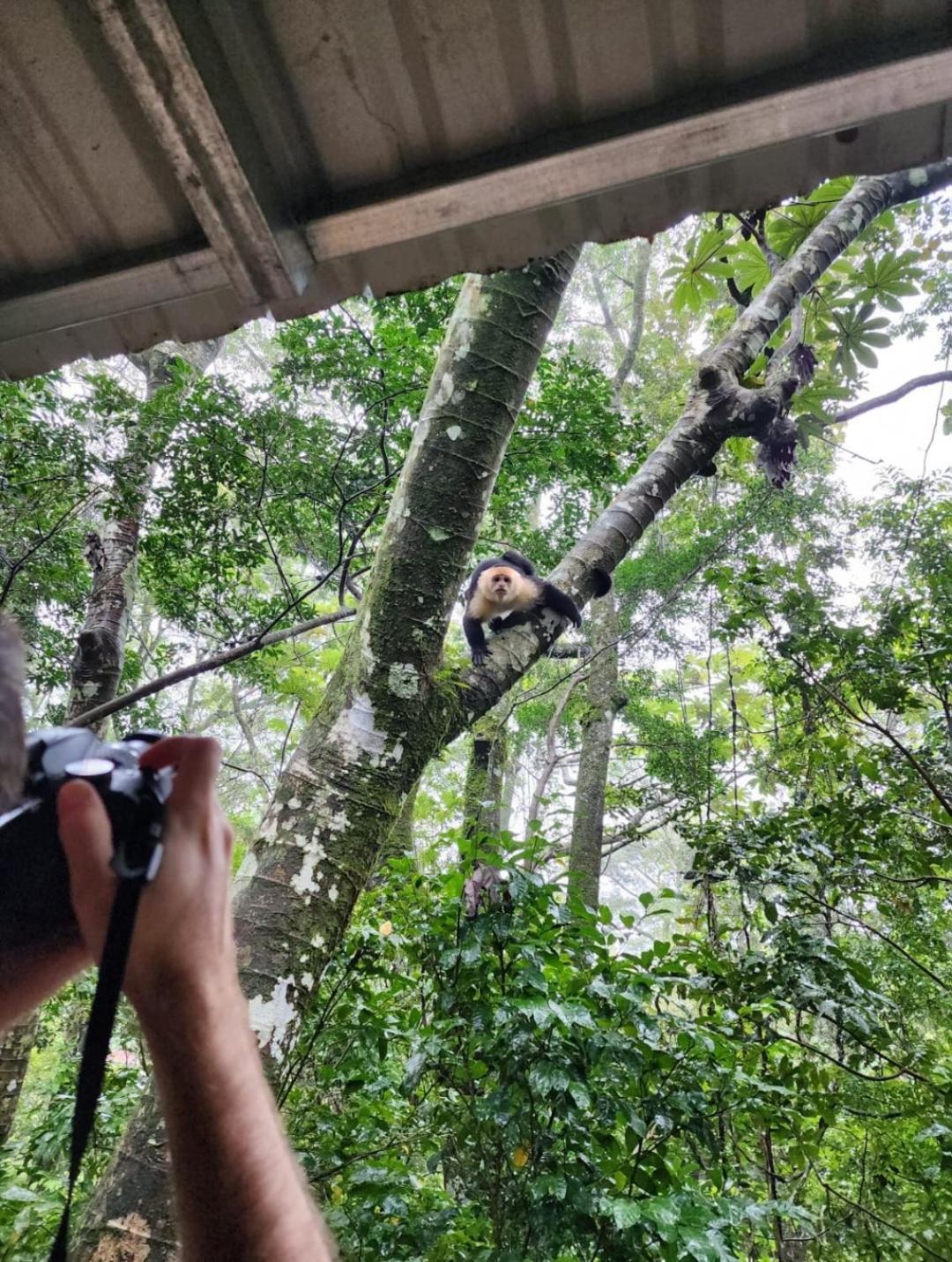 Jungle Living Tree Houses Monteverde Εξωτερικό φωτογραφία