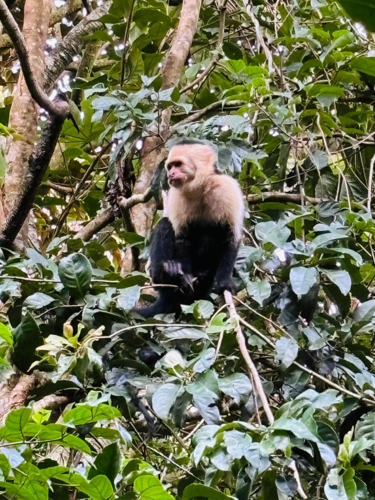 Jungle Living Tree Houses Monteverde Εξωτερικό φωτογραφία