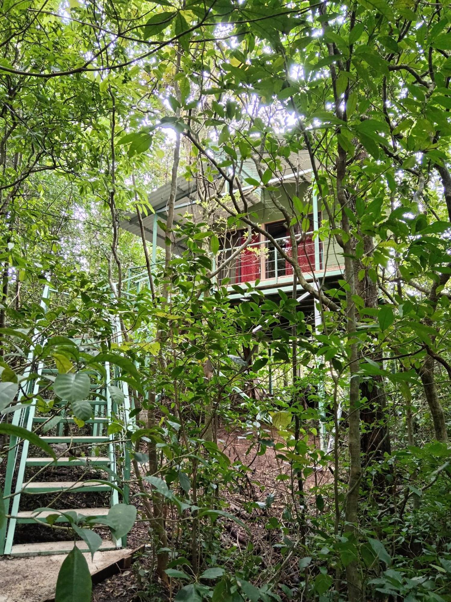 Jungle Living Tree Houses Monteverde Εξωτερικό φωτογραφία