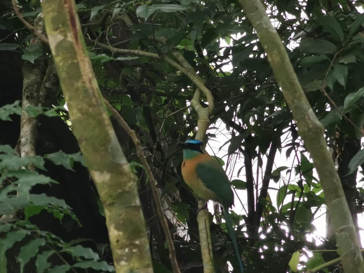 Jungle Living Tree Houses Monteverde Εξωτερικό φωτογραφία