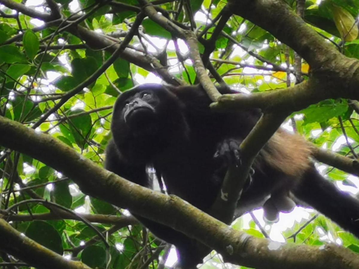 Jungle Living Tree Houses Monteverde Εξωτερικό φωτογραφία